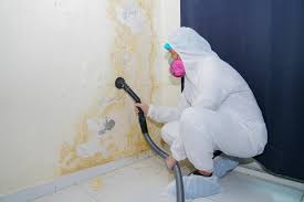 Best Basement Mold Removal  in Yaphank, NY